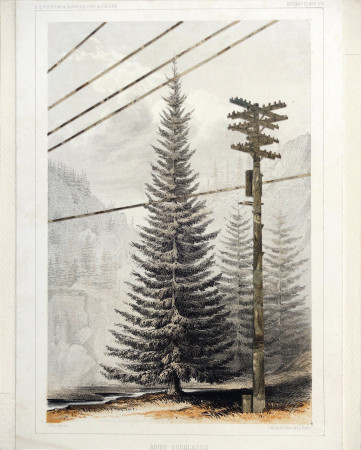 Botany Plate