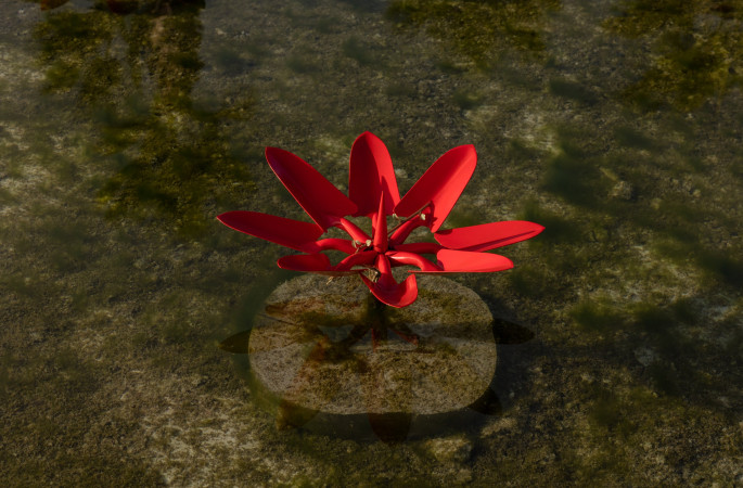 Water Lilies