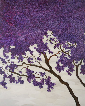 Jacaranda